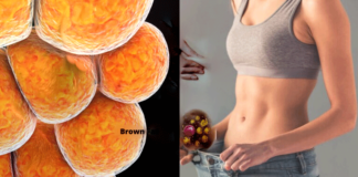 Brown Fat: Benefits, Myths, and How It Works Brown-Fat