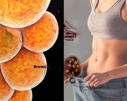 Brown Fat: Benefits, Myths, and How It Works Brown-Fat