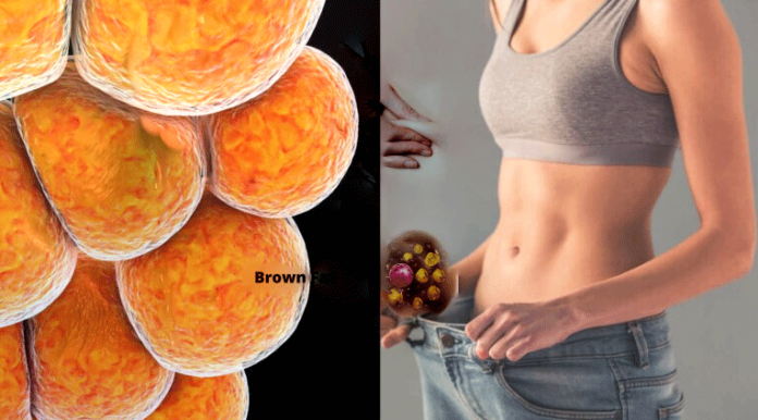 Brown-Fat